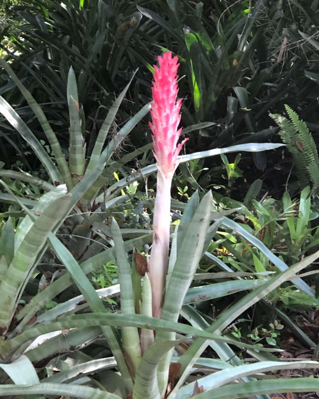 Tall pink and white flower stalk